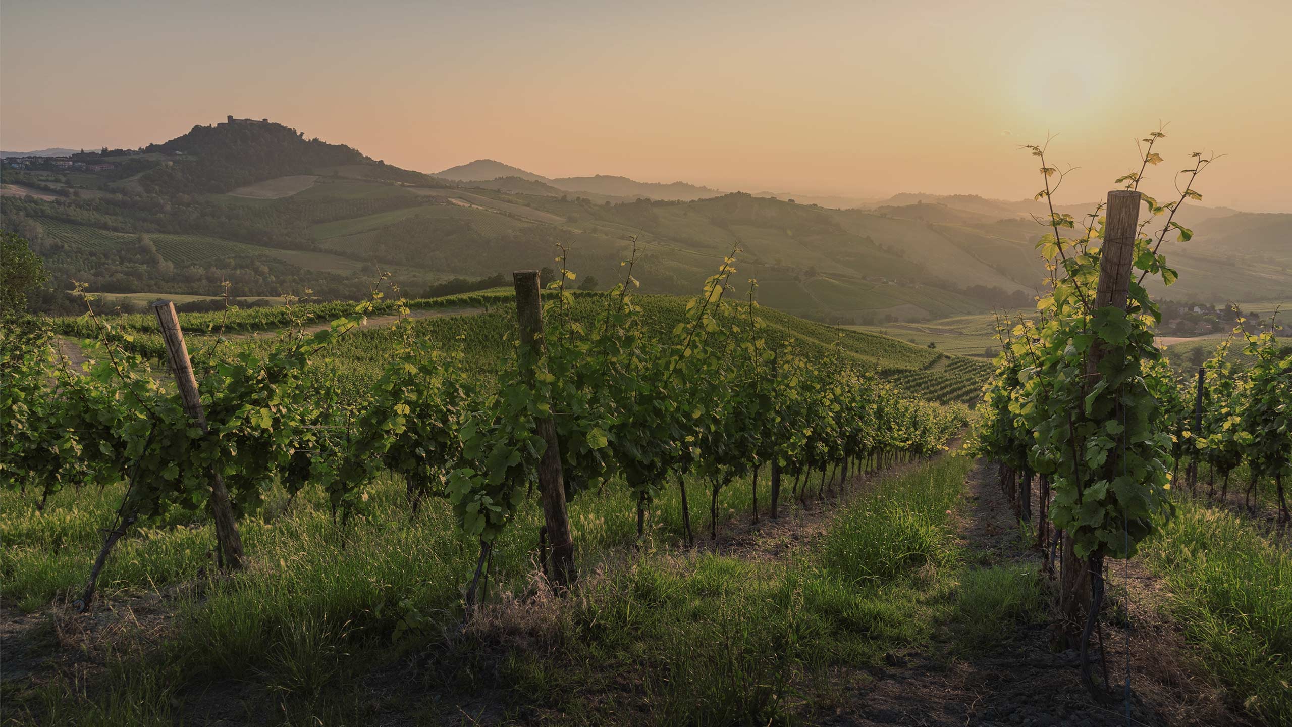 Tenuta Mosconi
